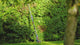 Telescopic Hedge Trimmer Bosch GHE 18V-50 TP